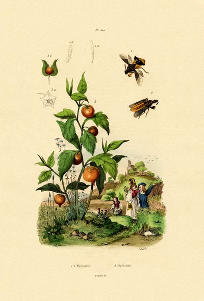 サイサリス、1833-39 作： French School